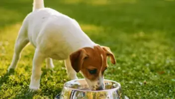 Filtered Water: Not Just for Humans