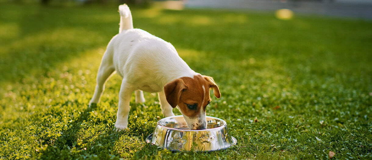 small white and brown dog drinking from a water bowl outside